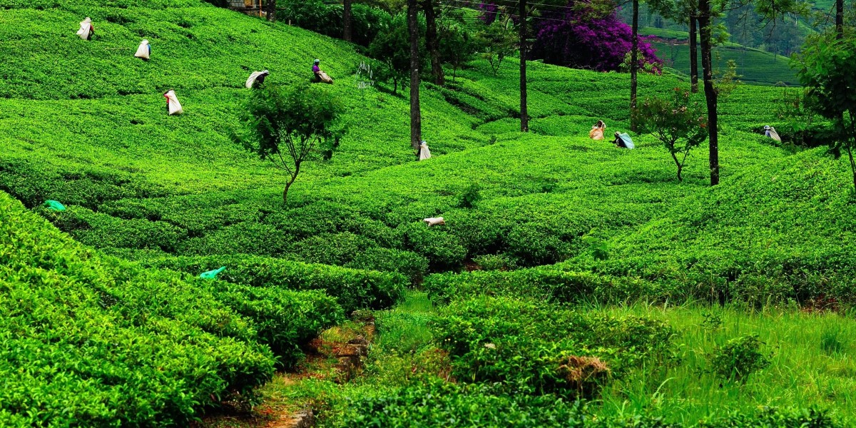 Step-by-Step Guide to Booking a Sri Lanka Tour from Your Hometown