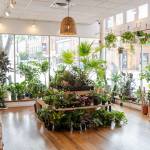 Robin Anthany Profile Picture