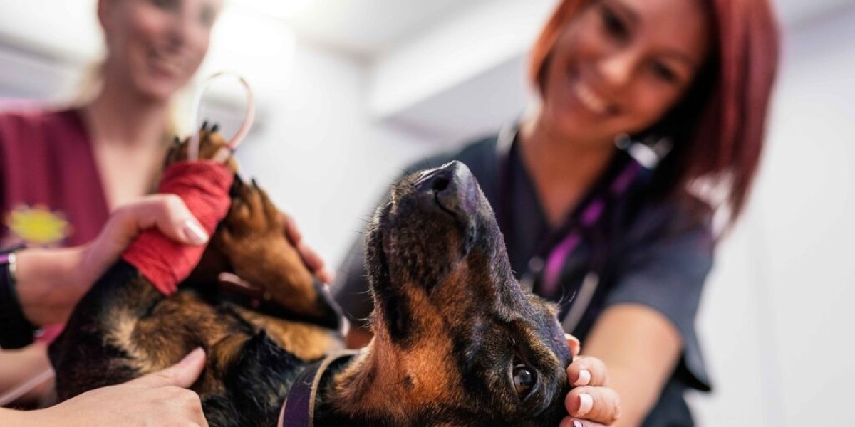 How to Keep Your Dog or Cat Comfortable After Surgery