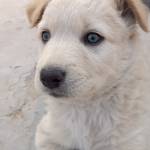 Sanju Thapa Profile Picture