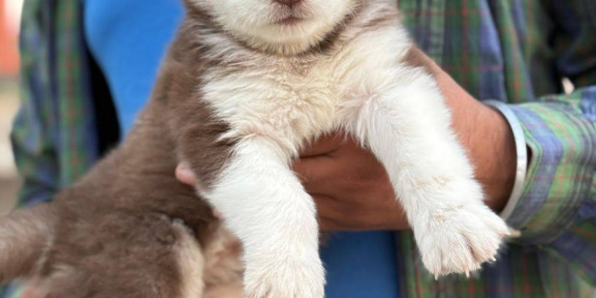 Top-Rated Cat Shop in Dehradun – Royal Sheps Dog Kennel Has Everything Your Feline Needs