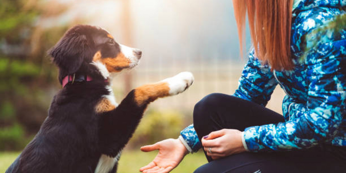 Essex Dog Training: Transforming Your Pet’s Behaviour with Expert Care