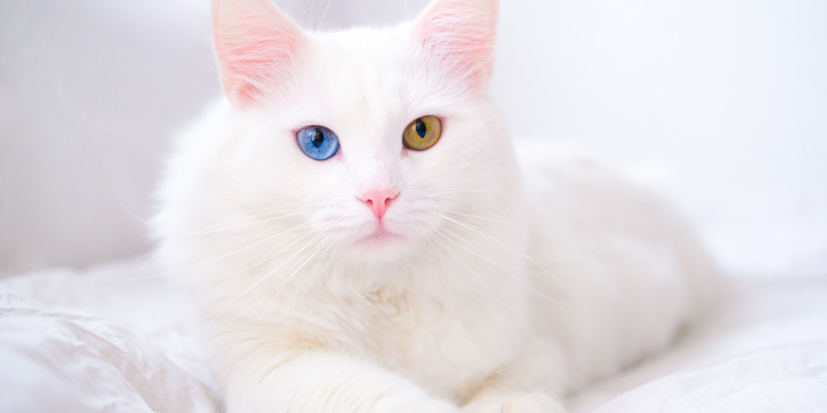 The Dance of the Wand: Why Cat Teaser Toys Are My Secret Weapon