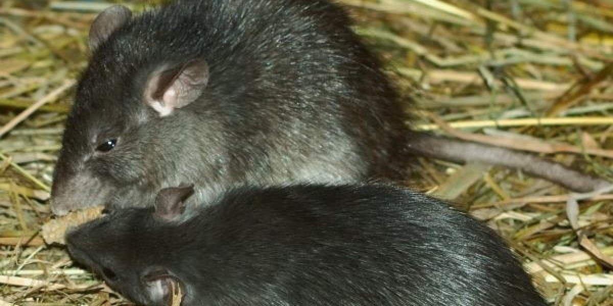 Comprehensive Rat Removal Melbourne and Beyond – Protecting Your Suburb from Rodent Infestations