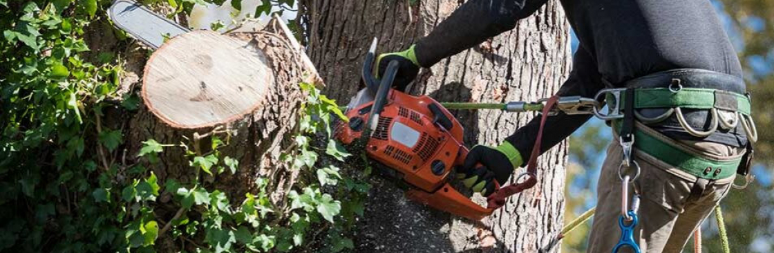 NorthEastern Tree Cover Image