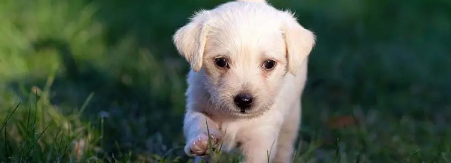 master of puppies Cover Image