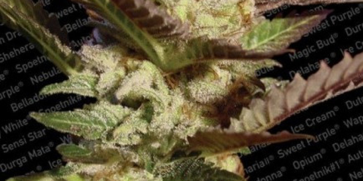 Trusted Seed Banks That Ship to the USA: Why Growers Choose The Clone Conservatory