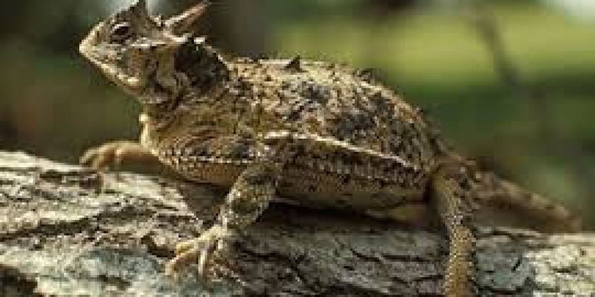 What Do Horned Lizards Eat in the Wild?