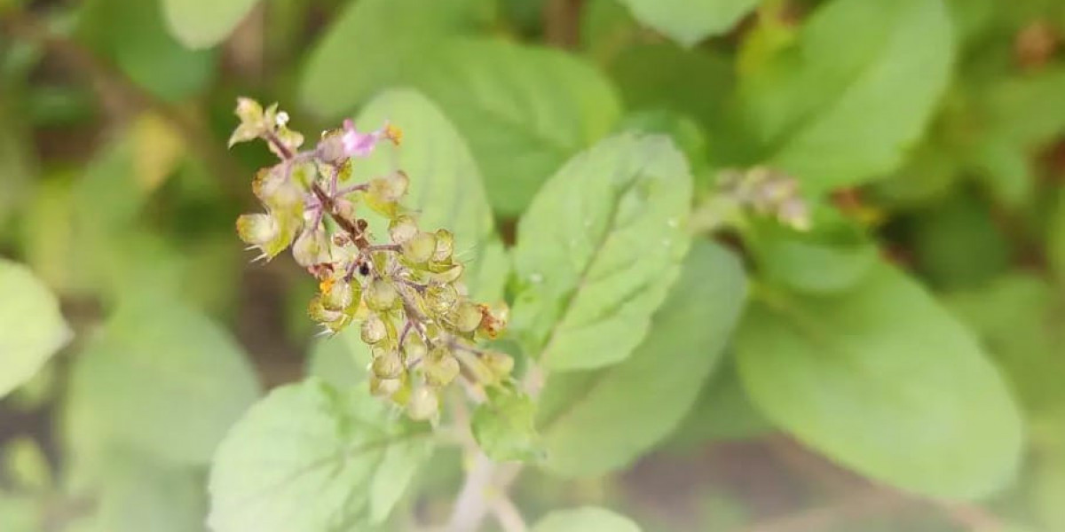 Tulsi Plants: The Green Miracle Every Pakistani Home Deserves | Gulab.pk