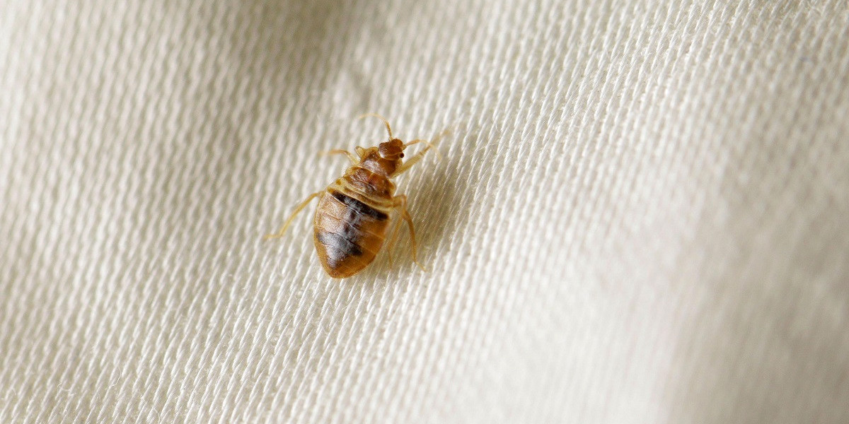 Fast Help to Stop Bed Bugs in Naperville Homes Today