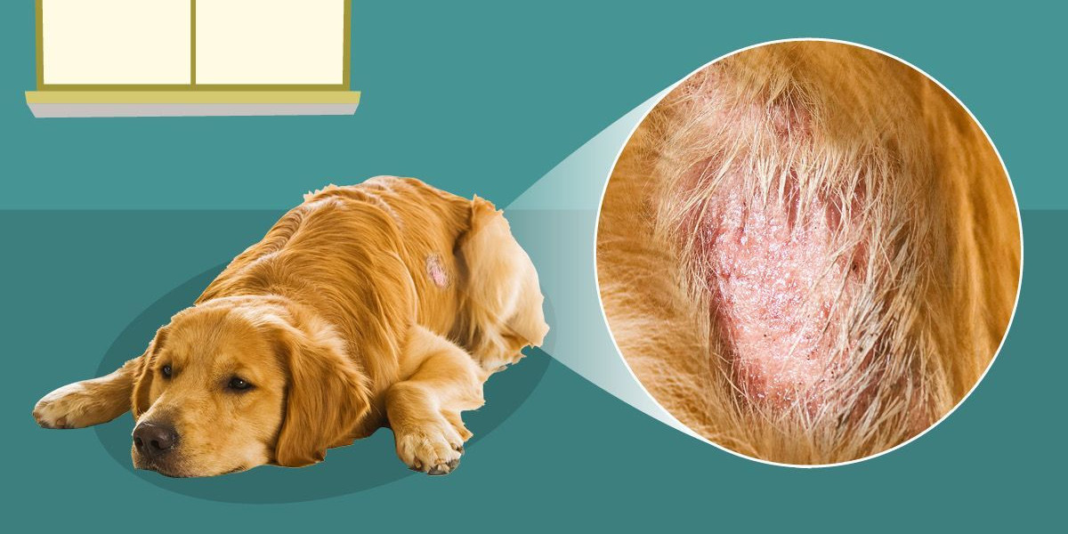Fungal Dog Diseases: Causes, Symptoms & Care