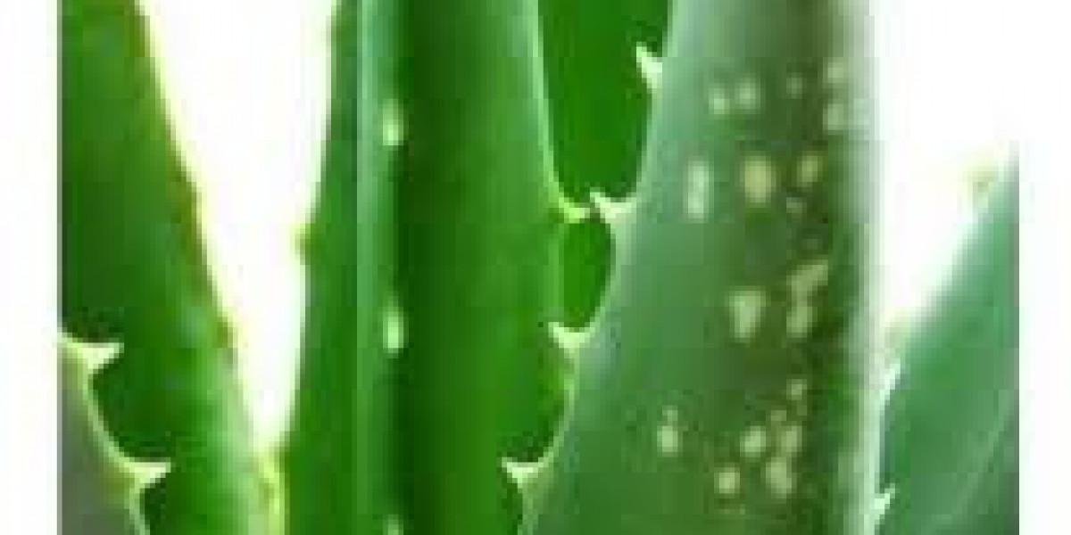 Aloe Vera Extracts Market Demand Analysis Considering Rising Wellness Trends And Natural Remedies Popularity