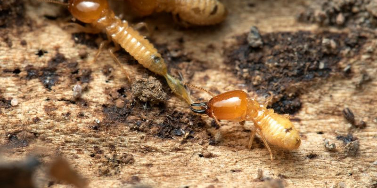Do You Need a Termite Inspection? Signs It’s Time to Call a Pro