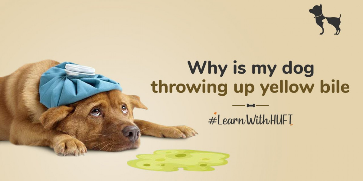Why Is My Dog Throwing Up: Vet-Backed Guide