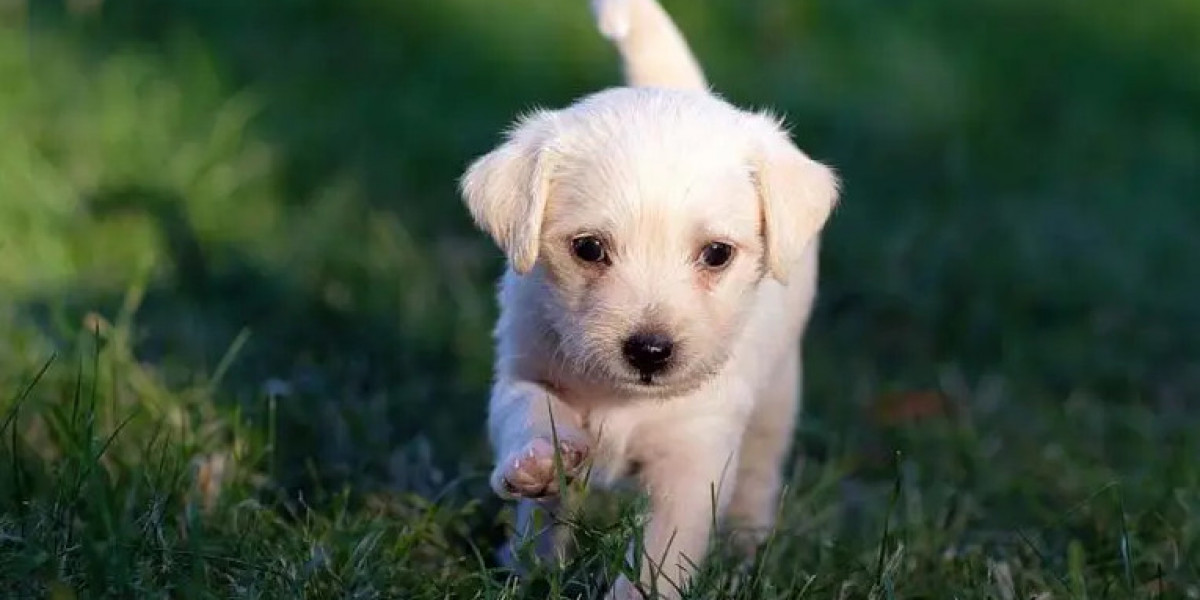 Dog Training Australia | Expert Behaviour and Obedience Programs