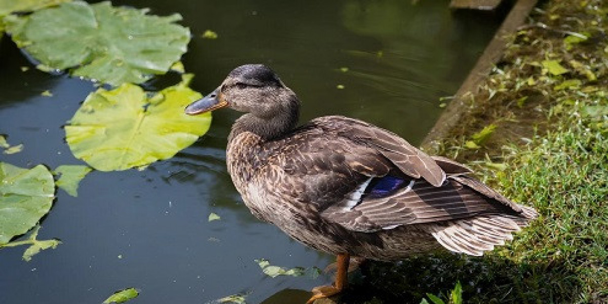 How to Tell If a Duck Is Communicating Through Head Bobbing