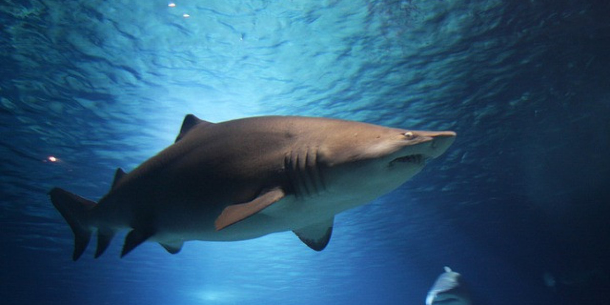 Why Sharks Are Essential for Ocean Health