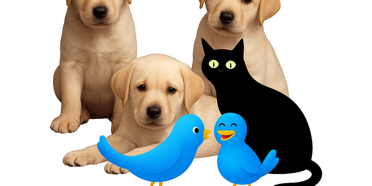 Climate Shock in Puppies: A Story of Moving From Cold to Hot Regions