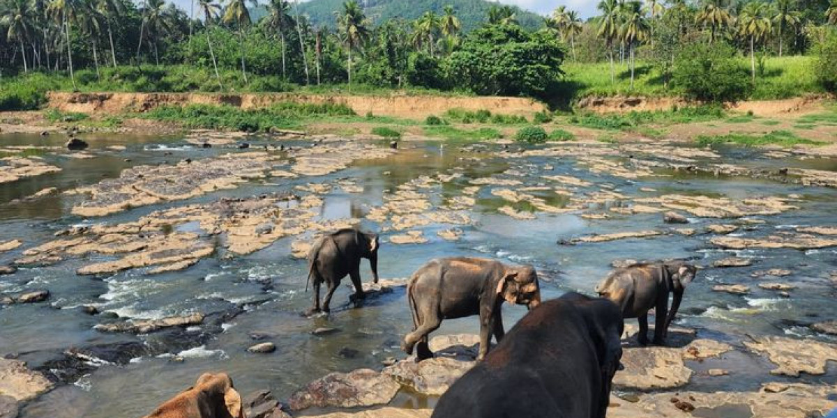 Why Booking Flights to Sri Lanka Through New Zealand Tour Specialists Makes a Difference?