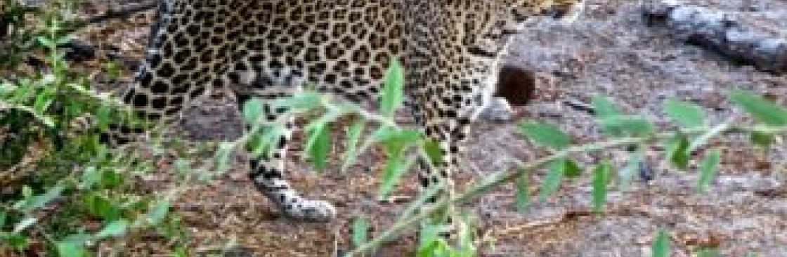 Wild Planet Safari Cover Image