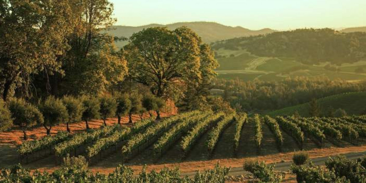 Professional Accounting, Tax for Winery’s CPA California – A Complete Guide for Winery Owners