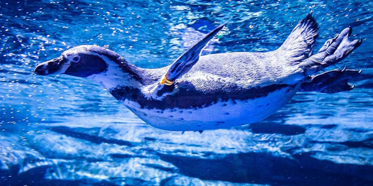 Aquaria Phuket: Explore Thailand’s Largest Aquarium Experience