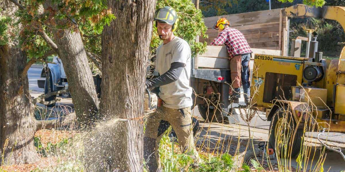 Hazard-Free Yards: Trusted Tree Removal Services in RI