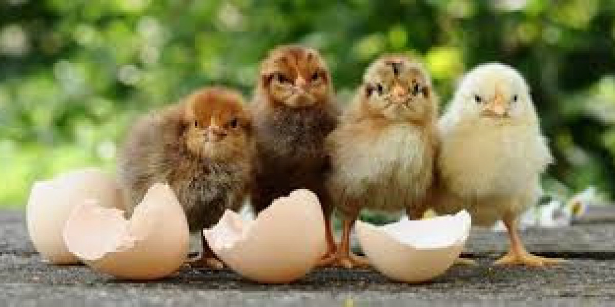 Desichiks Org: A Growing Platform for Modern Desi Digital Culture